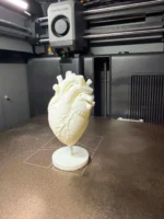 Anatomical Human Heart Model - Image 3