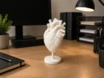 Anatomical Human Heart Model