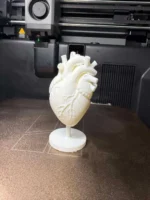Anatomical Human Heart Model - Image 2
